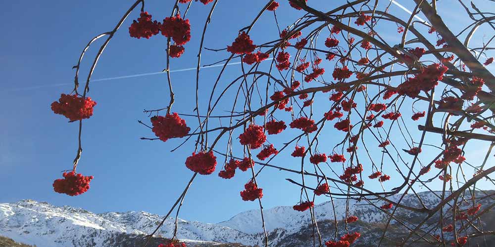 http://www.treelogy.it/wp-content/uploads/2017/05/albero-fiorito-montagna-1000x500-web.jpg